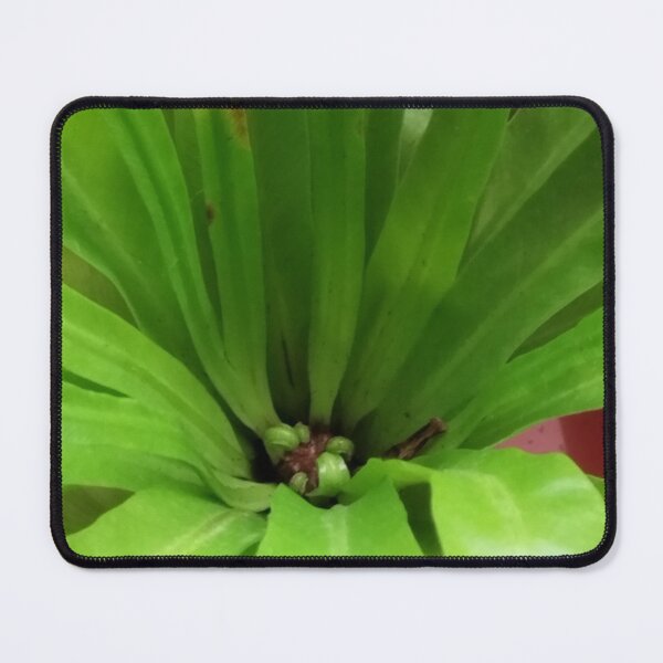 Item preview, Fronds designed and sold by Wolf's Art.