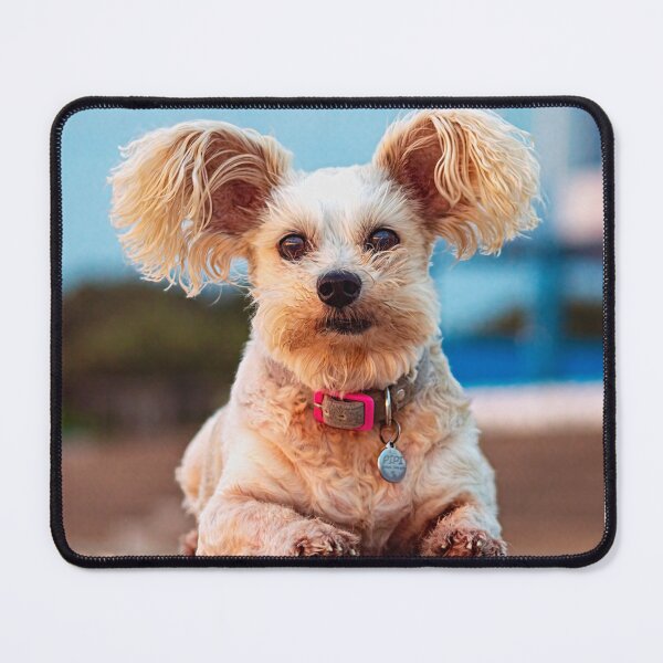 Item preview, Pipi the Papillon Dog  designed and sold by Barry Ion.