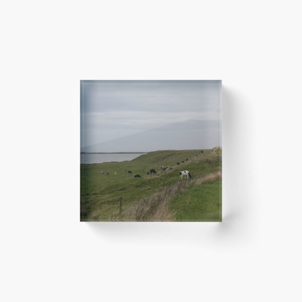 Item preview, Cattle designed and sold by Calidris Fotografie Steffi & Ben Köppler.