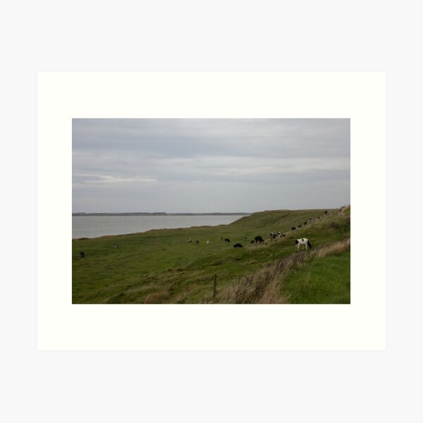 Item preview, Cattle designed and sold by Calidris Fotografie Steffi & Ben Köppler.