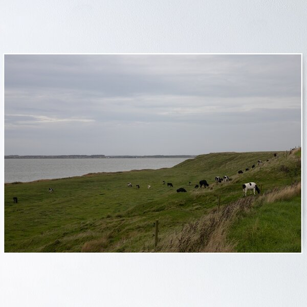Item preview, Cattle designed and sold by Calidris Fotografie Steffi & Ben Köppler.