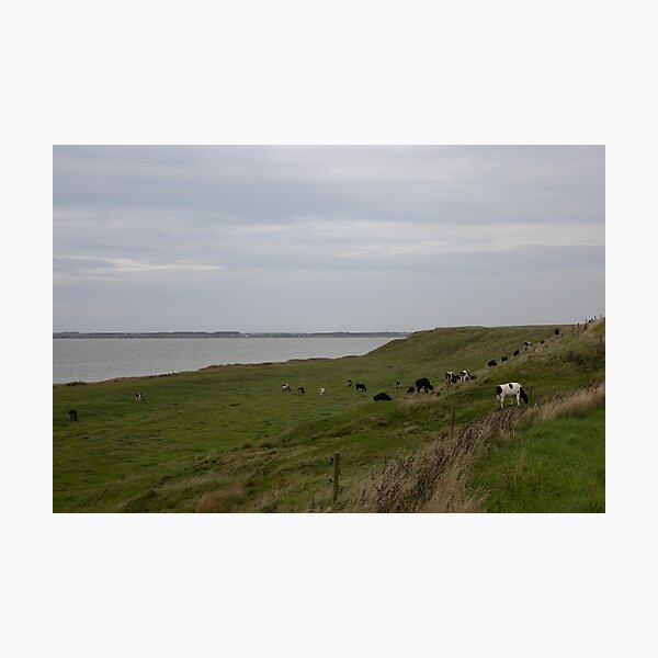Item preview, Cattle designed and sold by Calidris Fotografie Steffi & Ben Köppler.