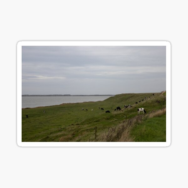 Item preview, Cattle designed and sold by Calidris Fotografie Steffi & Ben Köppler.
