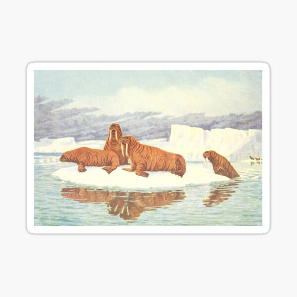 Item preview, Vintage Illustration of Walruses (1917) designed and sold by BravuraMedia.