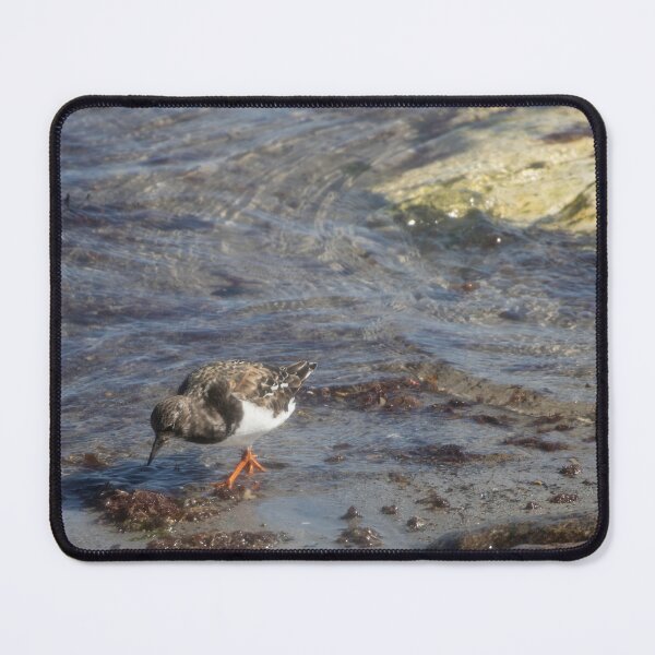 Item preview, Ruddy Turnstone designed and sold by Calidris Fotografie Steffi & Ben Köppler.