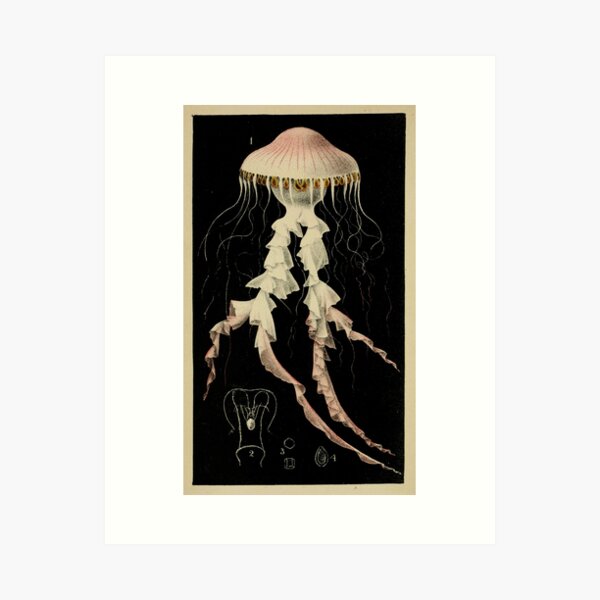 Item preview, Vintage Illustration of a Jellyfish (1853) designed and sold by BravuraMedia.