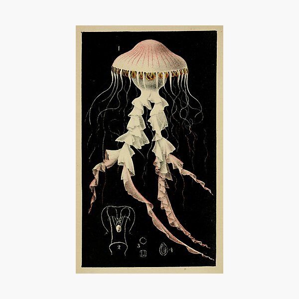 Item preview, Vintage Illustration of a Jellyfish (1853) designed and sold by BravuraMedia.