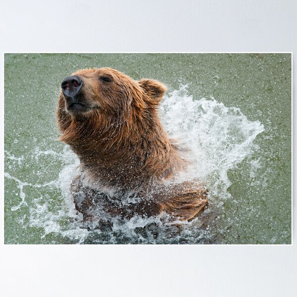 Item preview, Bathing Bear designed and sold by Bonnie T.  Barry.