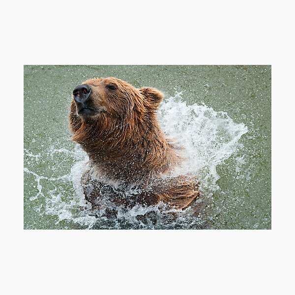 Aperçu de l'œuvre Ours de bain créée et vendue par Bonnie T.  Barry.