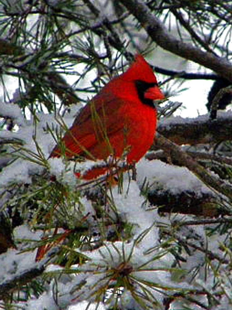 Thumbnail 5 of 5, iPhone Case, Cardinal designed and sold by Rupprat.