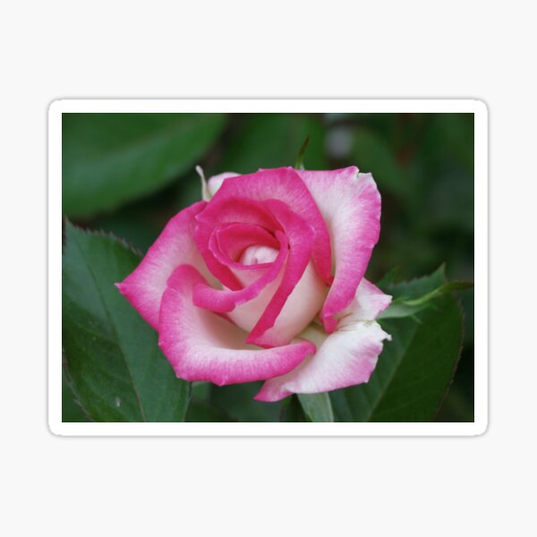 Pink Swirl Rose Sticker
