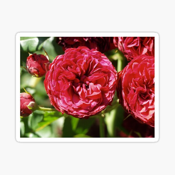 Flower Power Pink Beauty Sticker