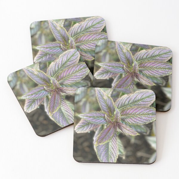 Item preview, Leaf Beauty Flower designed and sold by SucculentLovers.