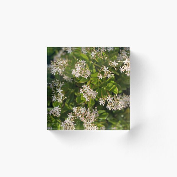 Artikelvorschau, Blühende saftige Zufriedenheit entworfen und verkauft von SucculentLovers.