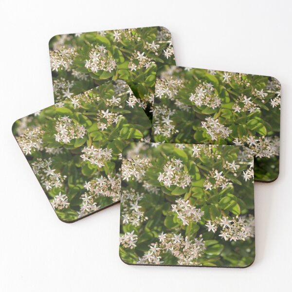 Blooming Succulent Satisfaction Coasters (Set of 4)