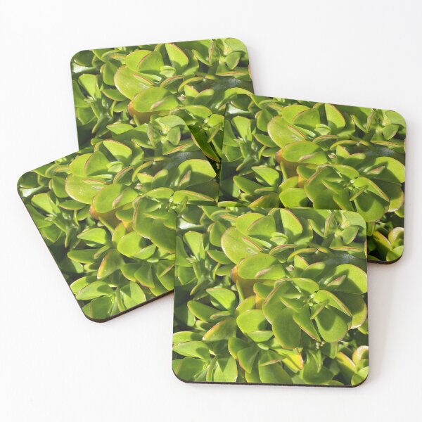 Succulent Greenery Coasters (Set of 4)