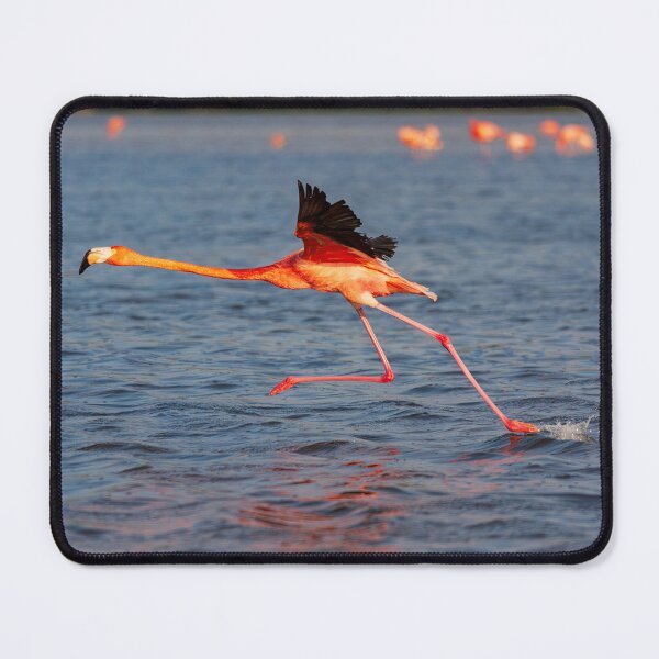 Item preview, Flamingo walking on water #2 designed and sold by Travelways.