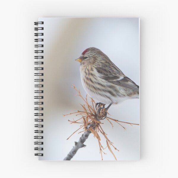 Item preview, Common Redpoll 7 designed and sold by Shauna Kenworthy.