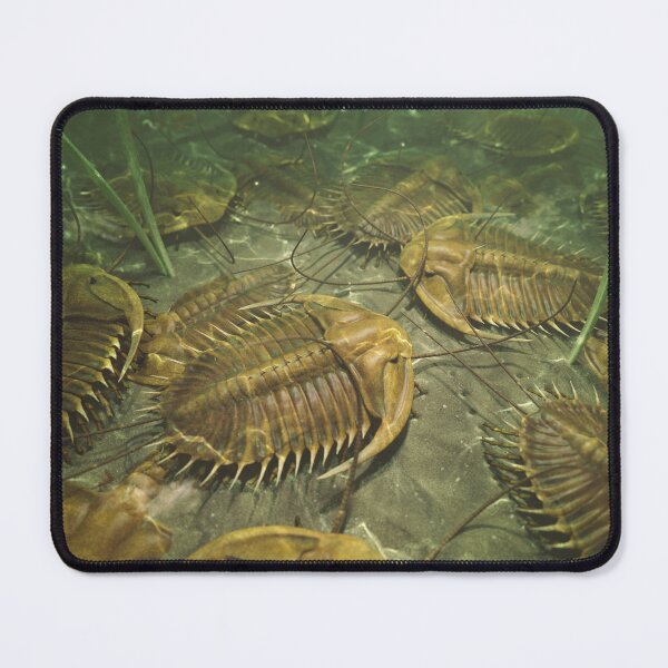 Item preview, Trilobites designed and sold by Christopher Bretz.