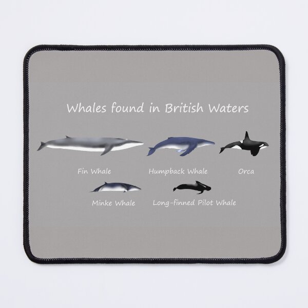 Item preview, Whales found in British waters - Cetaceans designed and sold by SteveEvansArt.