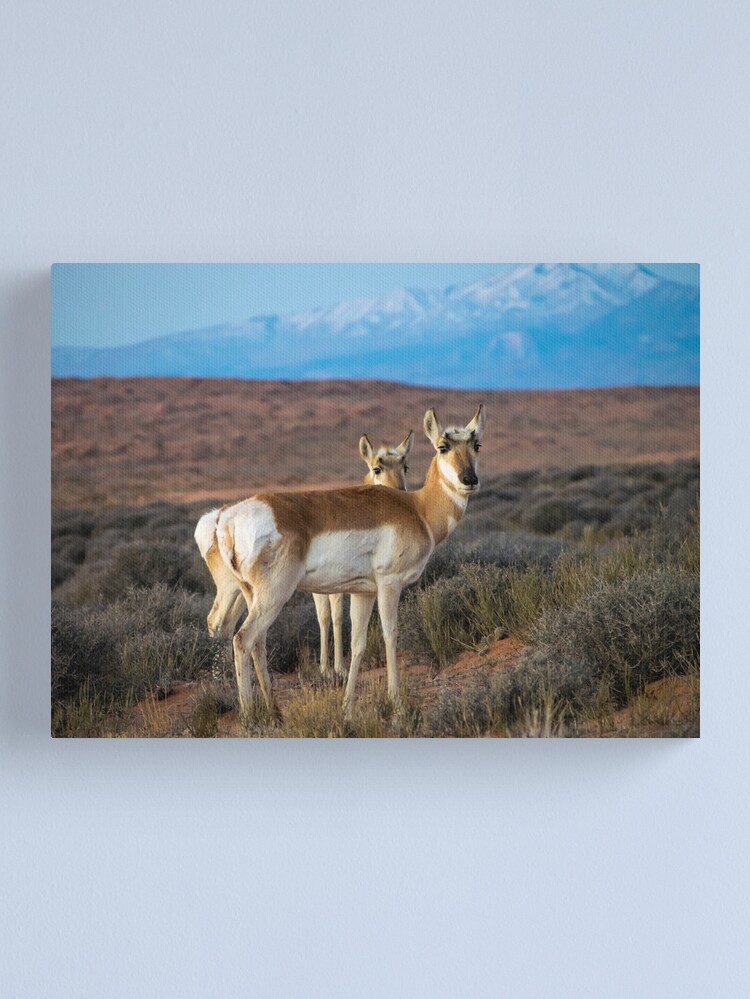 Alternate view of Looking at you Canvas Print