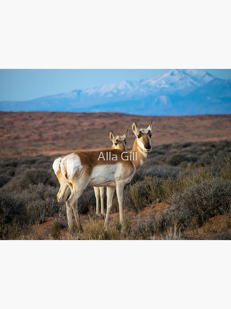 Looking at you by algill
