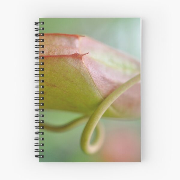 Item preview, Subtle Carnivore in Pink and Green - Nepenthes - Botanical Photography - Original Abstract Fine Art designed and sold by SageFolio.