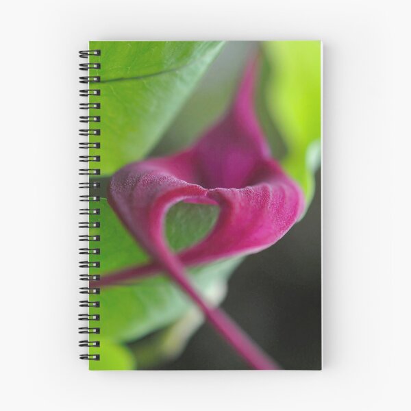 Item preview, Bold Arcs in Magenta and Green - Botanical Photography - Original Abstract Fine Art designed and sold by SageFolio.