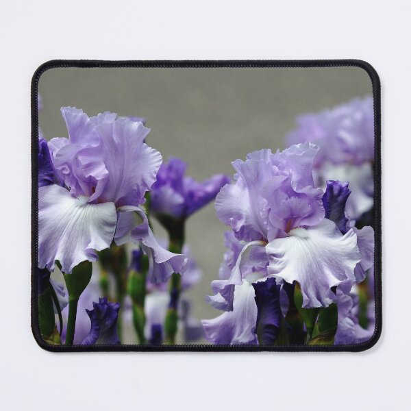 Item preview, Sweet Blue Iris designed and sold by Debbie Oppermann.