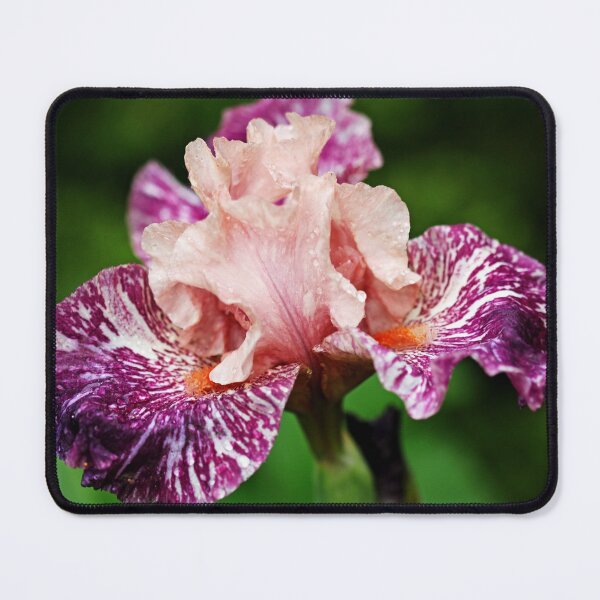 Item preview, Anaconda Love Iris designed and sold by Debbie Oppermann.