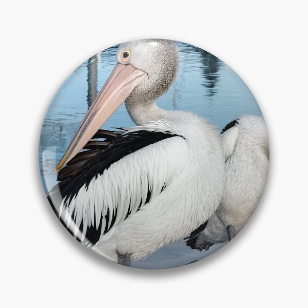 Item preview, Pelicans Forster 834 designed and sold by kevin Chippindall.