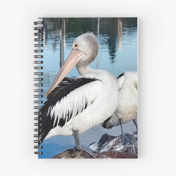 Item preview, Pelicans Forster 834 designed and sold by kevin Chippindall.