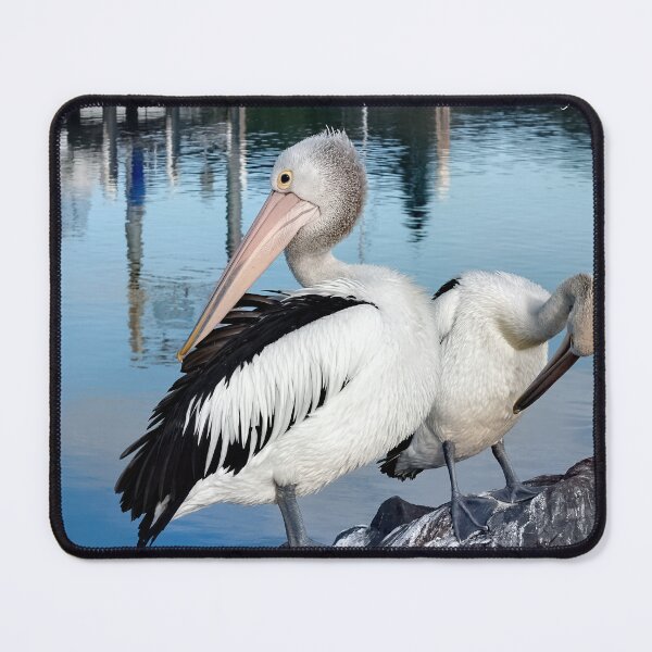 Item preview, Pelicans Forster 834 designed and sold by kevin Chippindall.