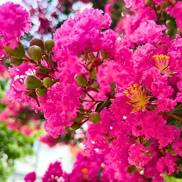 Artwork thumbnail, Spring Bloom by MadTeaDesign