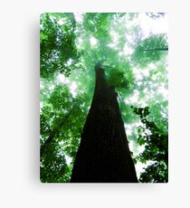 Trunks Canvas Print