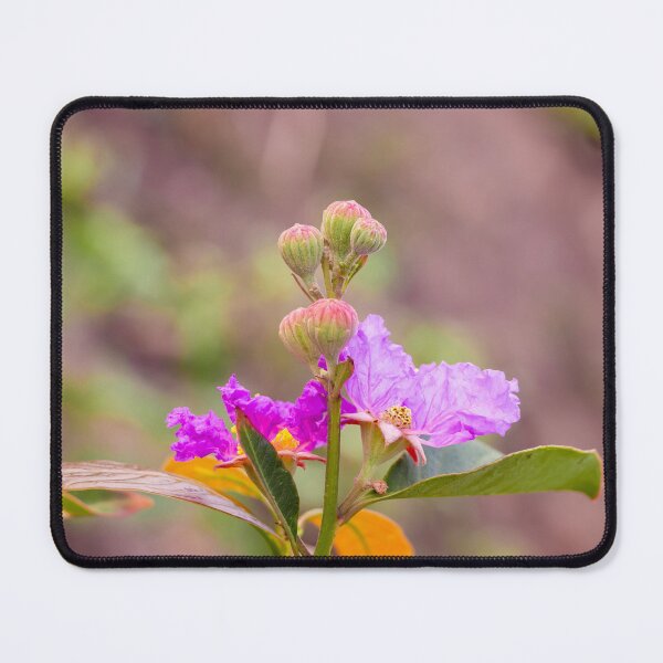 Item preview, beautiful pink and purple flowers of Lagerstroemia speciosa (giant crepe-myrtle, Queen's crepe-myrtle, banabá plant, or pride of India)Queen's Flower designed and sold by MiMee4451.