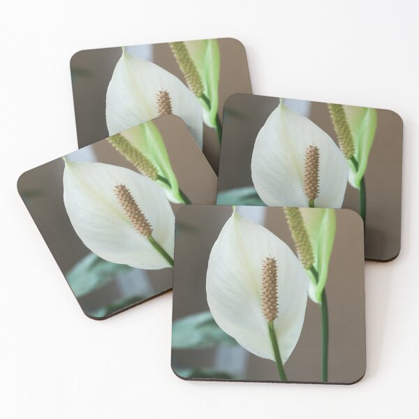 Item preview, yellow & white flowers of Spathiphyllum flower(peace lily) designed and sold by MiMee4451.