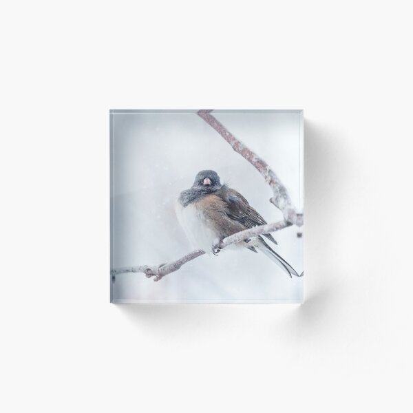 Dark-eyed Junco Acrylic Block