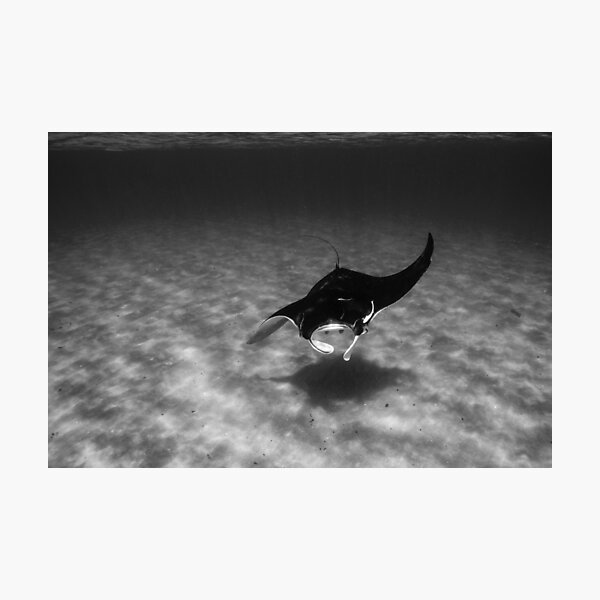 Manta Ray Black and White Photographic Print