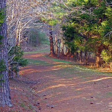Artwork thumbnail, Cedars Path by Rupprat