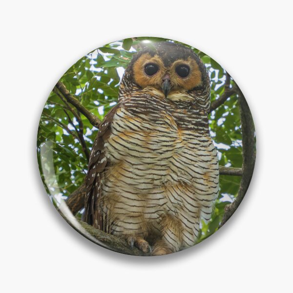 Item preview, Spotted Wood Owl designed and sold by TravellingFatmn.