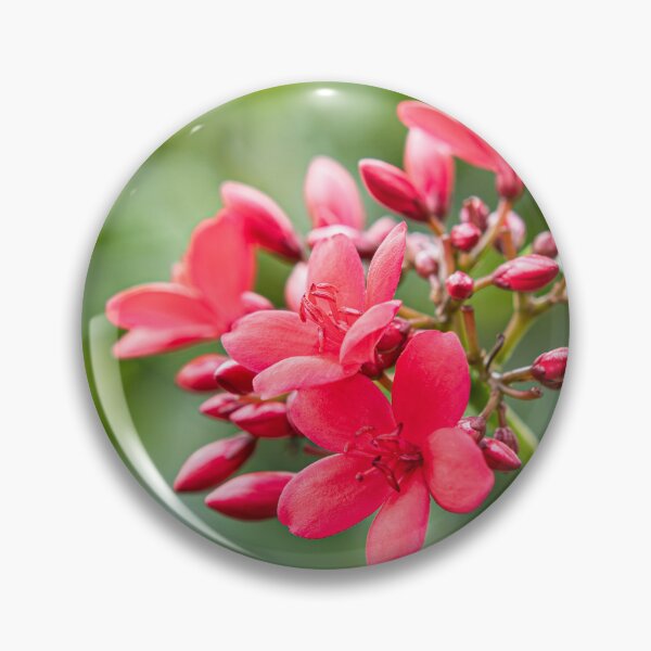 Artikelvorschau, Phu Quoc Flora entworfen und verkauft von Dave Hare Photography.