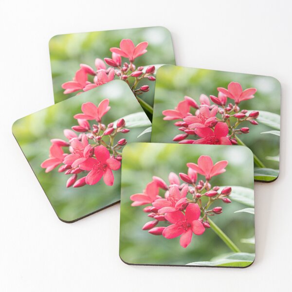 Artikelvorschau, Phu Quoc Flora entworfen und verkauft von Dave Hare Photography.