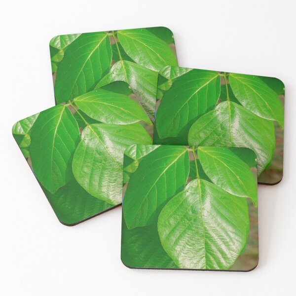 Item preview,  beautiful green leaves, fresh green of Butea monosperma designed and sold by MiMee4451.