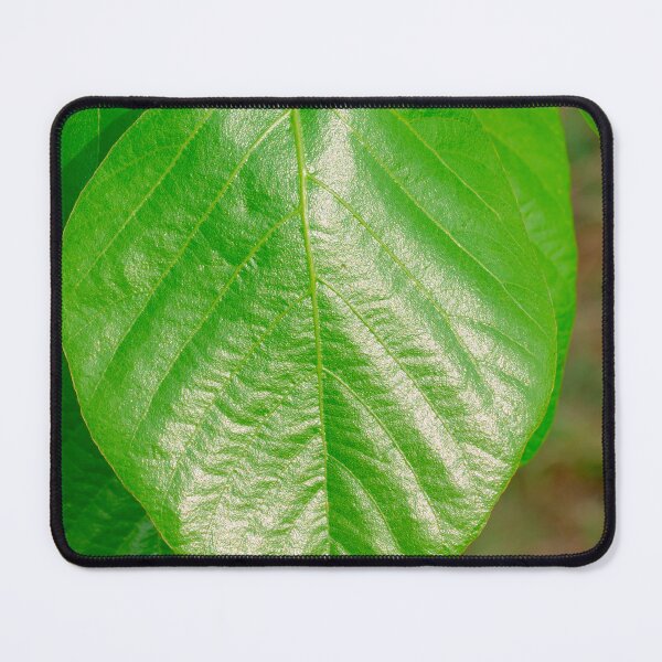 Item preview, beautiful green leaves, fresh green of Butea monosperma designed and sold by MiMee4451.