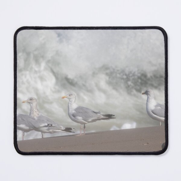 Item preview, European herring gulls designed and sold by Calidris Fotografie Steffi & Ben Köppler.
