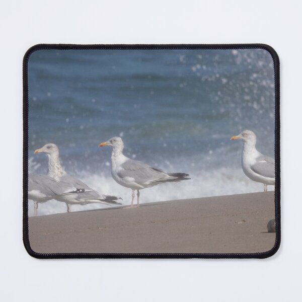 Item preview, European herring gulls designed and sold by Calidris Fotografie Steffi & Ben Köppler.