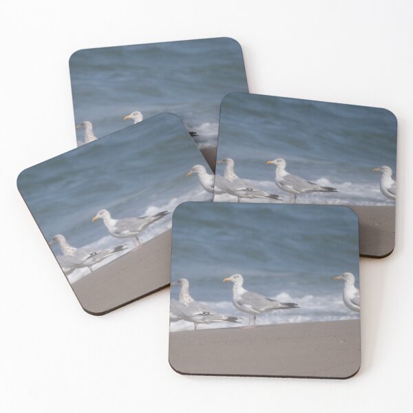 Item preview, European herring gulls designed and sold by Calidris Fotografie Steffi & Ben Köppler.