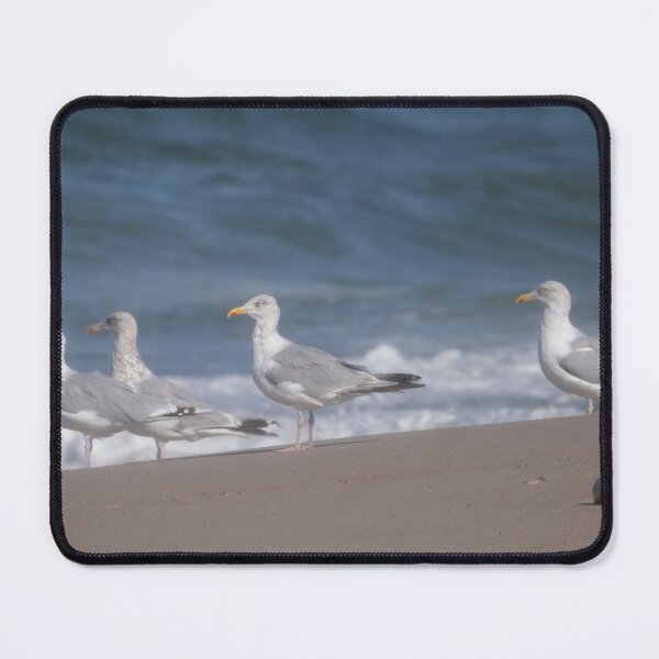 Item preview, European herring gulls designed and sold by Calidris Fotografie Steffi & Ben Köppler.