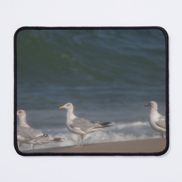 Item preview, European herring gulls designed and sold by Calidris Fotografie Steffi & Ben Köppler.